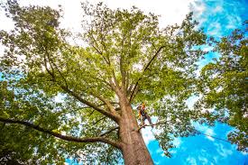 Best Tree and Shrub Care  in Worthington Hills, KY