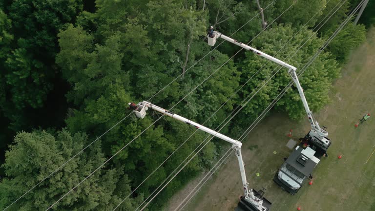 How Our Tree Care Process Works  in  Worthington Hills, KY